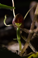 Corybas sulcatus