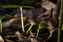 Corybas sulcatus