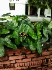 Gasteracantha geminata