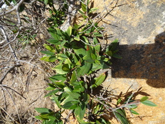 Myrtus communis communis