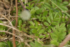 Acaena pallida