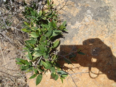 Myrtus communis communis