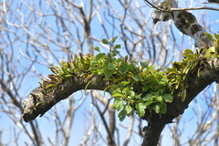 Pyrrosia eleagnifolia