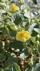 Physalis crassifolia