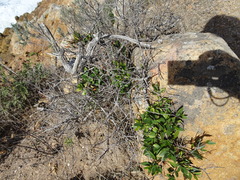 Myrtus communis communis