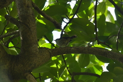 Gerygone albofrontata