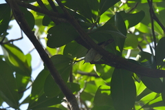 Gerygone albofrontata