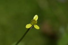 Ranunculus reflexus