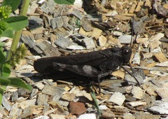 Psophus stridulus