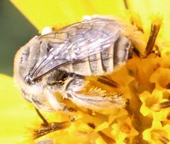 Diadasia