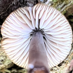 Mycena alcalina
