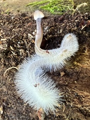 Mycena alcalina