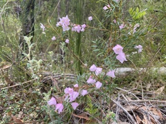 Boronia floribunda