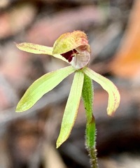 Caladenia transitoria