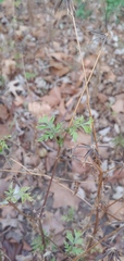 Bidens bipinnata