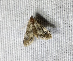 Elophila obliteralis