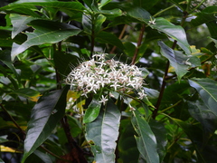 Pavetta australiensis