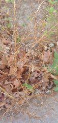 Bidens bipinnata