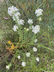 Pimelea linifolia