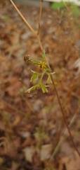 Bidens bipinnata