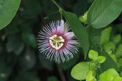 Passiflora serratifolia
