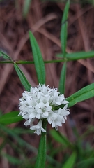 Spermacoce verticillata