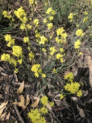 Glischrocaryon behrii