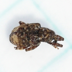 Conotrachelus