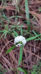 Spermacoce verticillata