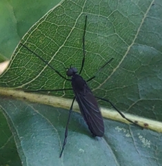 Penthetria heteroptera