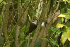 Gerygone albofrontata