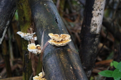 Cerrena zonata