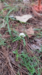 Spermacoce verticillata