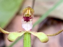 Caladenia transitoria