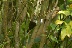Gerygone albofrontata