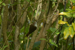 Gerygone albofrontata