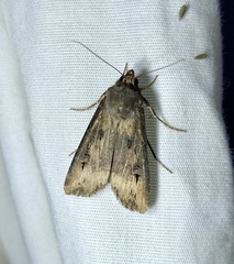 Agrotis ipsilon