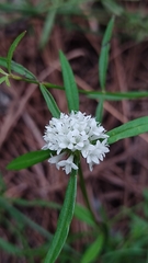 Spermacoce verticillata