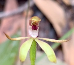 Caladenia transitoria