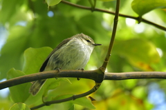 Gerygone albofrontata
