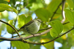 Gerygone albofrontata