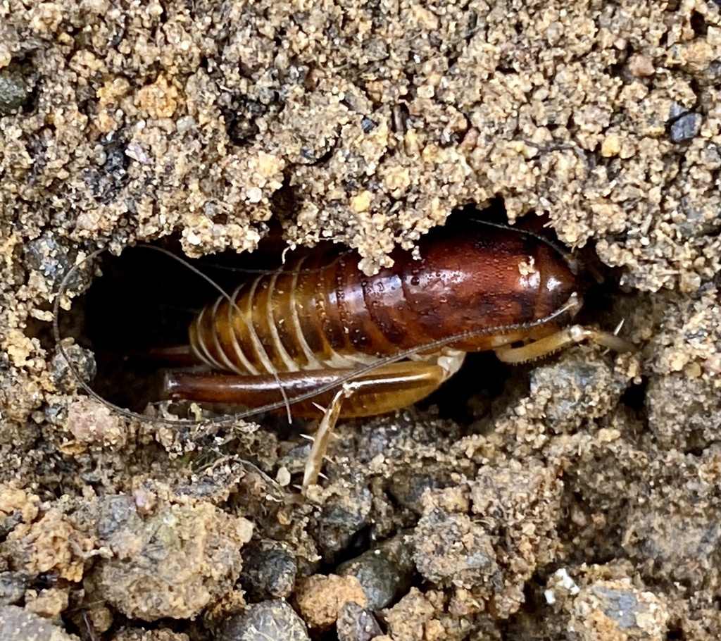 King Crickets from Porongurup, WA, AU on October 22, 2022 at 0926 AM