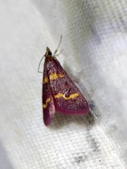 Pyrausta tyralis