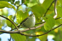 Gerygone albofrontata