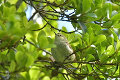 Gerygone albofrontata
