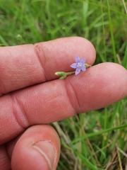 Wahlenbergia gracilis