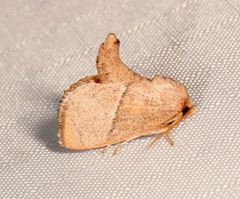 Apoda rectilinea