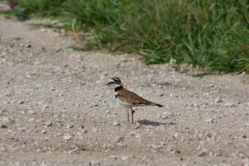 Killdeer photographed in Iowa