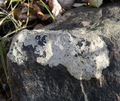 Trapelia placodioides