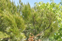 Dracophyllum arboreum